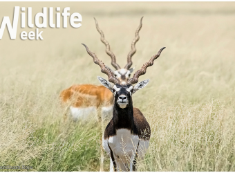 National wildlife week