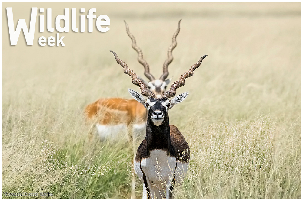 National wildlife week