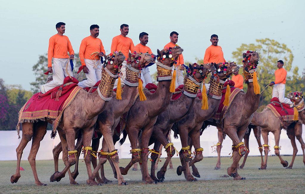 Camel Race on Rajasthan Diwas 2017